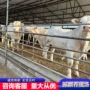 多少大量300肉牛犊