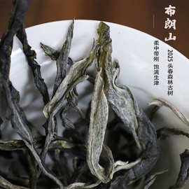 批发云南普洱茶布朗山古树茶2025年春茶口粮茶500克包邮勐海茶叶