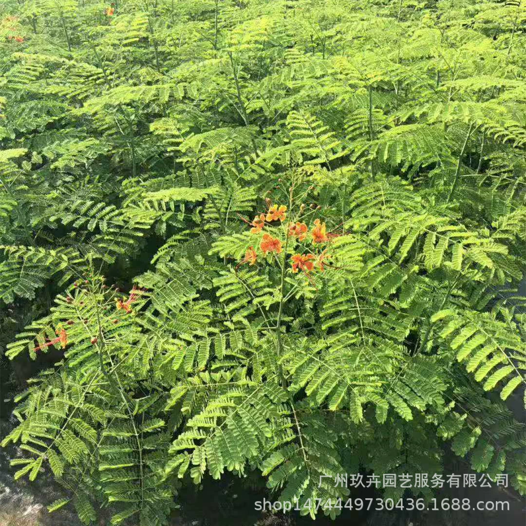 Ян Цзиньфэн земля рассада цветочное растение цветок сад рассада парк пейзаж озеленение растения