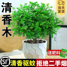 香木盆栽胡椒木老桩树苗室内驱蚊驱虫植物桌面四季常青绿植