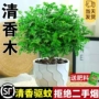 桌面植物正宗盆栽绿植
