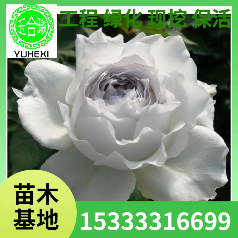 Солнце и Луна Габриэль Архангел Роза Ароматный цветочный куст Балконная роза Четыре сезона Розовые саженцы