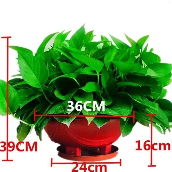 135 short-vine big red pot pothos 1 with tray