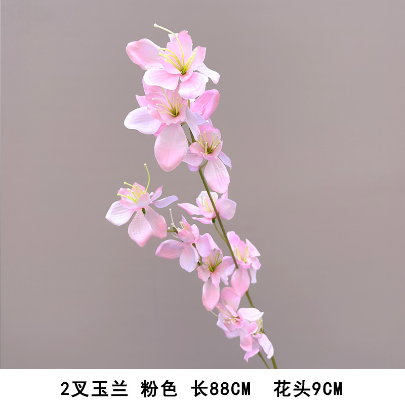 Two-pronged magnolia "new style recommendation"