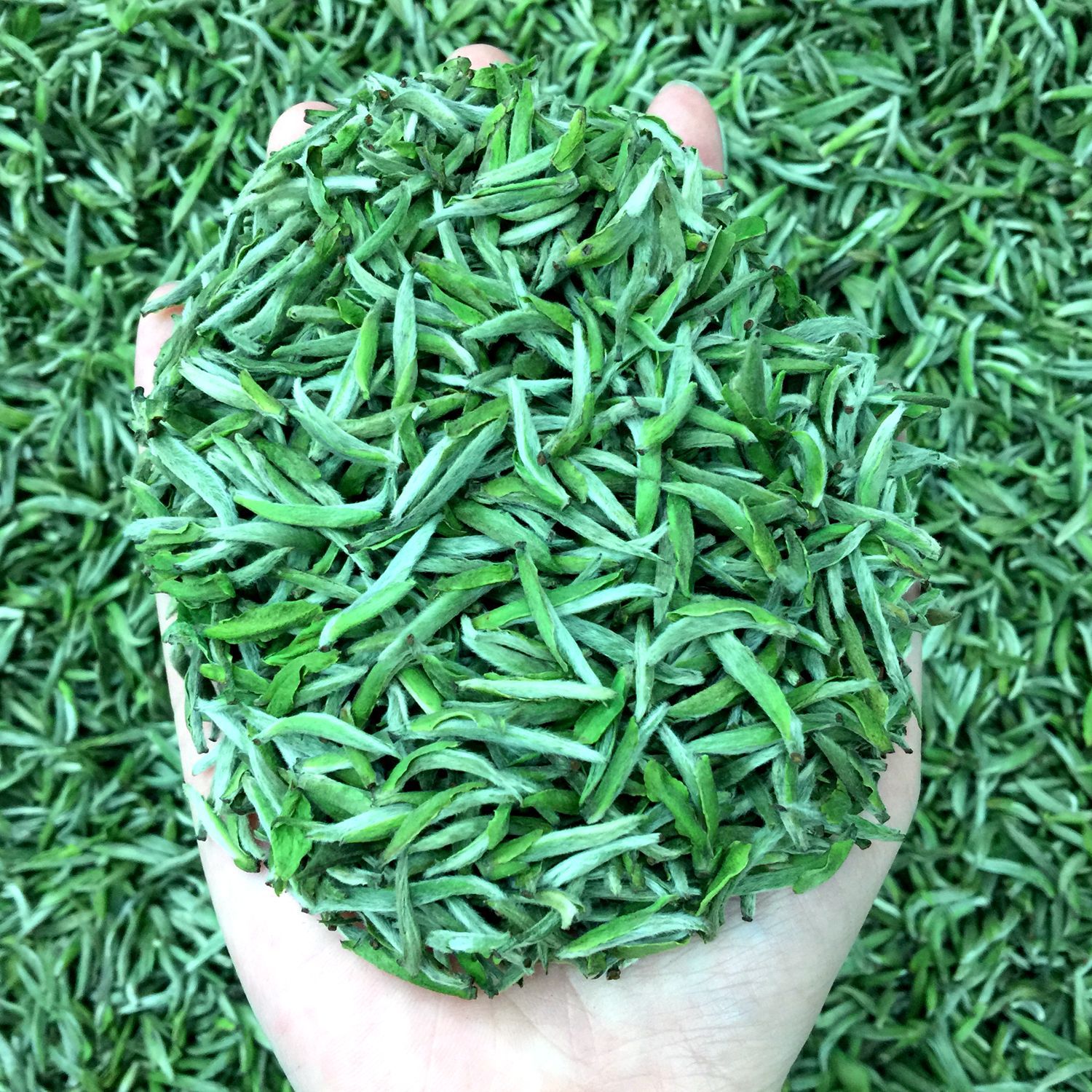 厂家茶叶批发福鼎茶饼白毫银针2025年月光白茶芽茶磻溪散装茶美人