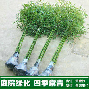 Bamboo Seedlings Courtyard Bamboo Gold Inlaid Jade Gold Bamboo Gold Silk Green Bamboo Purple Bamboo Luohan Bamboo Potted Bonsai Green Plant Wholesale Price