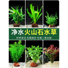 �~��ˮֲ����ˮ��Gֲ��ɽʯ�B�~�쾰�~�����G�ո�Ƽ