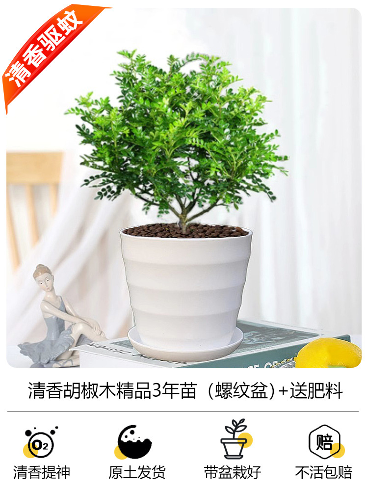 프리미엄 3년근 모기향 + [나사냄비] + 무비료