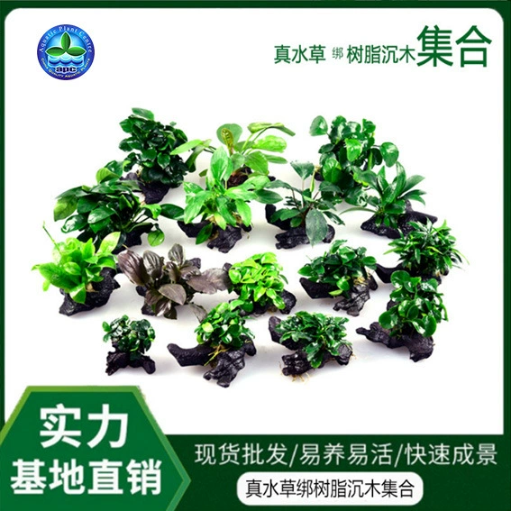 Погружное дерево Настоящая Водная трава Смола Погружное дерево Фикус Декоративное украшение для растений Аквариум Травяной резервуар Новичок Ленивая Водная Трава Ландшафтный дизайн