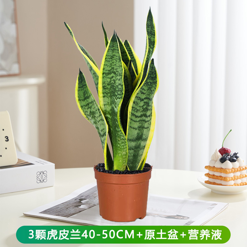 호랑이 난초 40-50cm 3개 + 영양액 [뿌리가 벗겨진 상태로 배송]