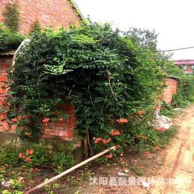 基地批发凌霄花苗攀援花卉庭院别墅绿化凌霄树苗植物爬藤快花期长|ru