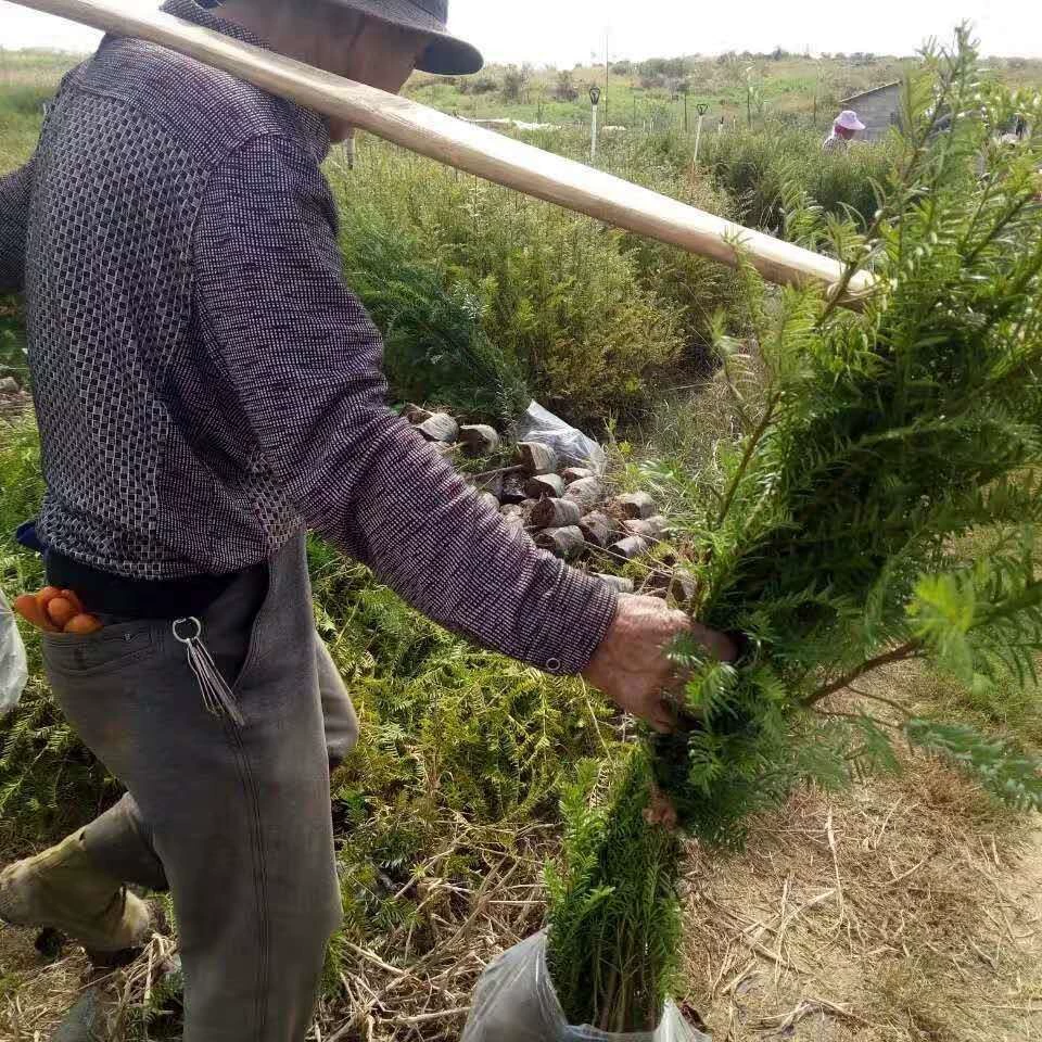 [Оптовая торговля в Цзюцзяне] Поставка саженцев таксуса, новых семян таксуса, старых семян таксуса, двухлетних таксусов