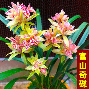 ̝���r  �m�� ��ɽ��� ���Ի����҃�ֲ����B�ļ��m