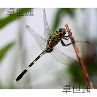 ���ј˱� ���� ɫ ���� �����x ��չ����b ��ͯ�Y�� �̌W �ֹ�
