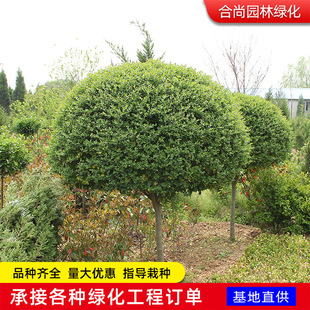 ���UС�~Ůؑ��@�ֹ��̾G���ߗUŮؑ�^�p���͘侫Ʒ��С�~Ůؑ��