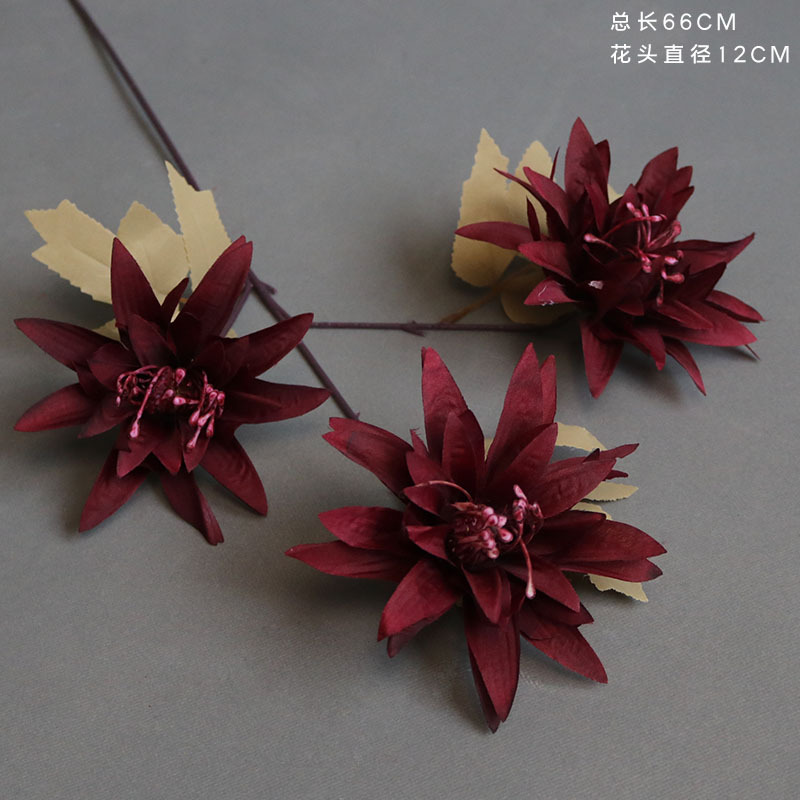 Rojo gran garra crisantemo