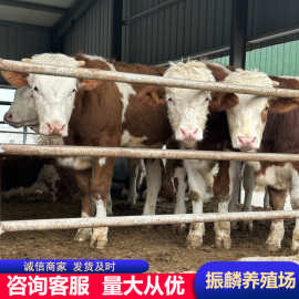 销售西门塔尔 牛羊 贵州肉牛养殖场 三元杂交黄牛肉牛犊 牛养殖