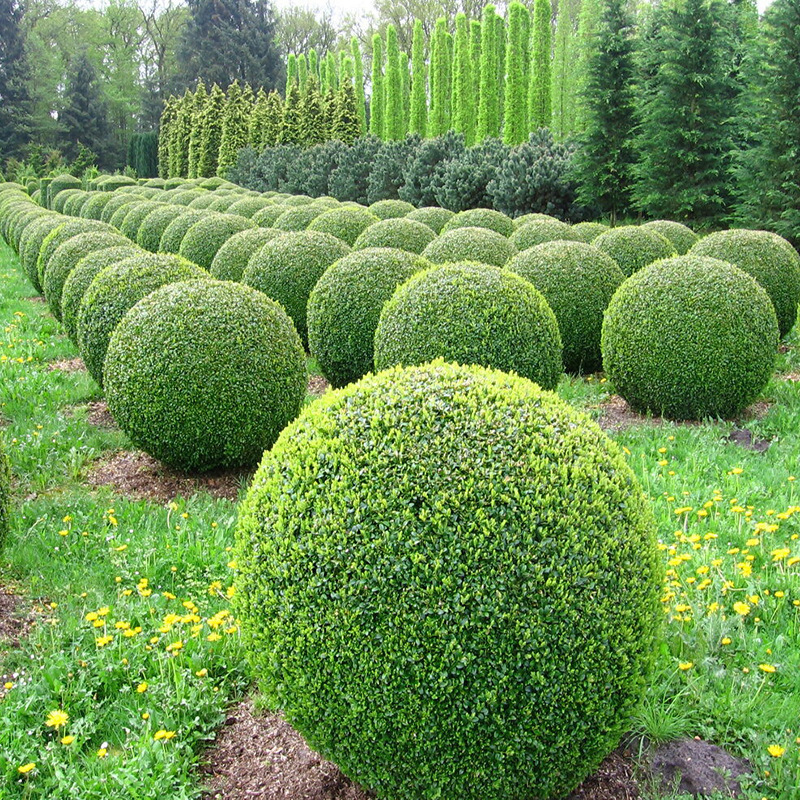 Golden Leaf Ligustrum Ball Saplings Courtyard Greening Project Golden Ball-Shaped Tree Evergreen Shrub Small Leaf Ball Saplings Shrub Golden Leaf