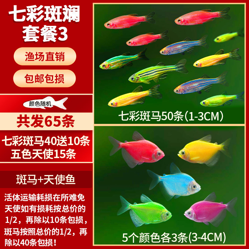 Lamko Fishは稚魚の飼育に適しており、生き残りやすい、淡水観賞魚、小さな孔雀、ゼブラフィッシュ、大型熱帯魚です。|undefined