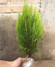 һlGֲhʠֲSɫС  ɫȰ