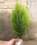 绿化植物青色黄色树苗