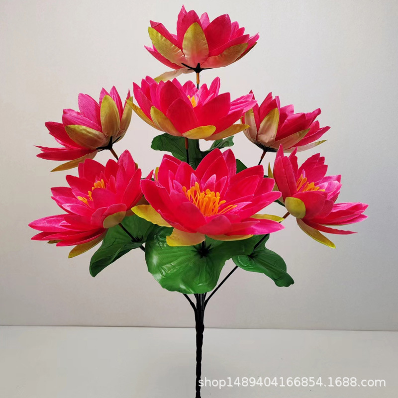 7 수련 로즈 레드