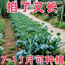 �������m̦�N�����m���N�ӽ��{���m���ķN���ļ��̨���Ի��˷NZ