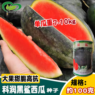 �Ɲ��������ϷN�� ¶�غڰԴ���t���Ƥ���ϷN�����ز����ϷN��