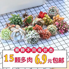 ���x����ֲ�ﻨ�ܽM���������������҃���Gֲ�����ײʹ��w���B��