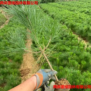 ����С�����辰�����ز�ֲ����G�����NҎ����ľ���l���]