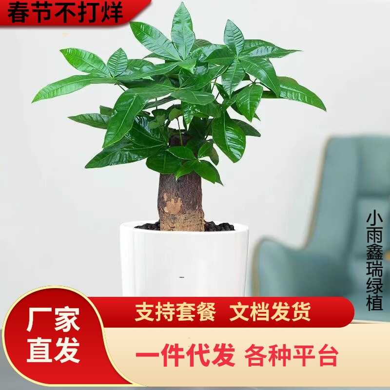 Dropshipping of Money Tree Potted Green Plants, Large Money Tree Indoor Formaldehyde-Absorbing Pothos, Asparagus Bamboo, Hydroponic Rich Bamboo