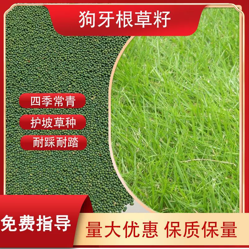 四季青护坡狗牙根草种常绿百慕大狗牙根脱壳纯马尼拉籽耐践踏户外