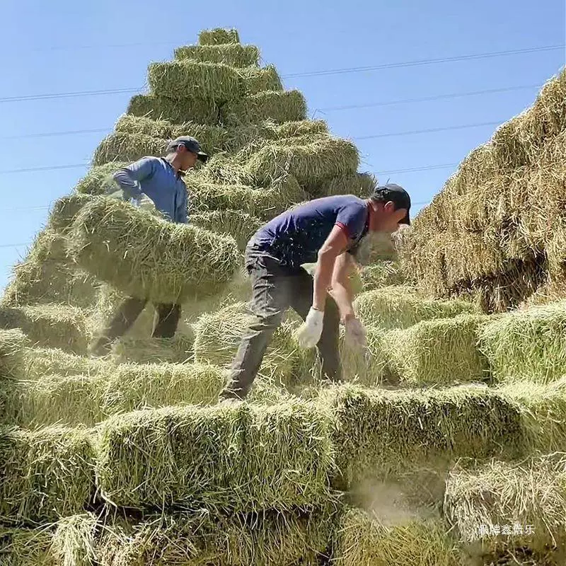 Домашнее сено люцерны для крупного рогатого скота и лошадей, сено для крупного рогатого скота и овец, корм для альпак, корм для овец, влажный корм