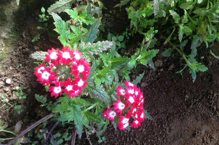 mmexport1542859986564_副本