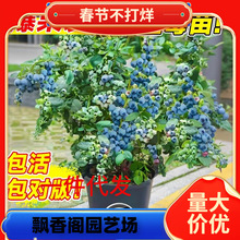 һ�����l�{ݮ��������Ԏ����l؛�ش�̖�ϱ����Nֲ�����ļ��{ݮ��