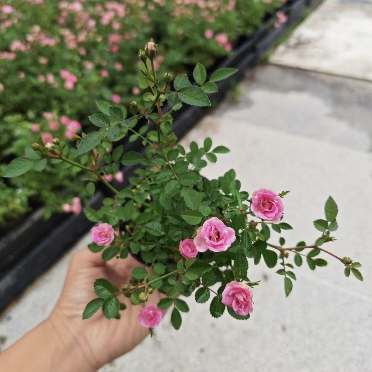 Super micro rose [shipped from the original pot]