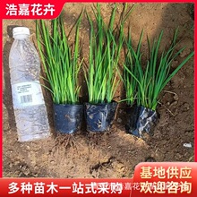 马兰盆栽 青州水生植物基地批发 价格绿化马兰花宿根花卉马莲花苗