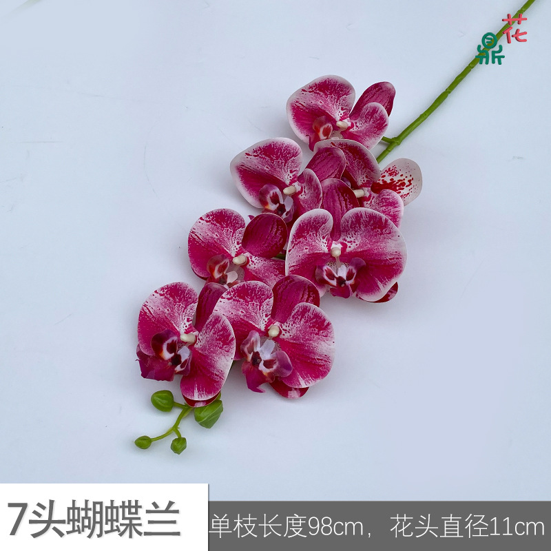 7 phalaenopsis GFG #16 그라디언트 로즈 레드