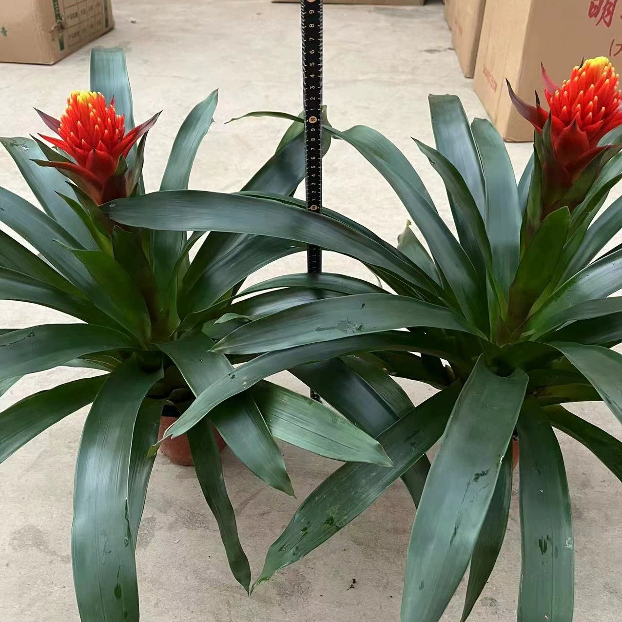 140 # Факел Lucky Strike Ананас цветок в горшке Крытая Гостиная Офис стойка регистрации четыре сезона цветение новоселье