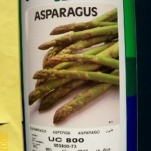 优惠批发进口芦笋种子-美国原装进口UC800等芦笋种子（1LB/罐）