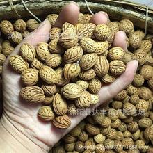 桃核批发桃树种子 毛桃种子 山桃种子 大桃种子基地直发 量大从优