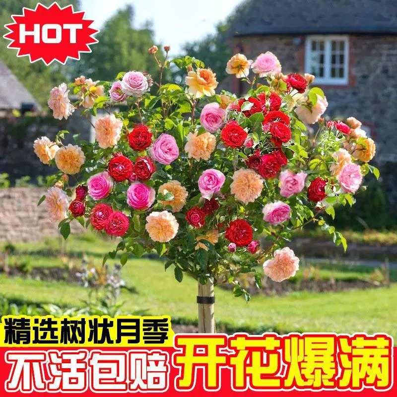 Пень Роза Рассада Очень большой цветок Садовое растение Прививка Четыре сезона Дерево Леденец Роза Рассада Горшечные цветы