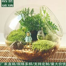 创意微景观植物斜口玻璃花瓶苔藓生态瓶桌面高硼硅家居饰品批