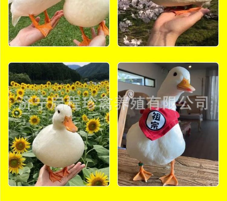 u=696742792,915816424&