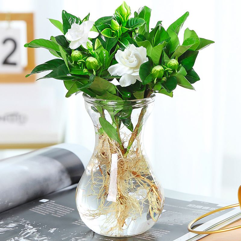 새싹이있는 스몰 사이즈 치자 나무 [히아신스 유리 병] + 영양 용액