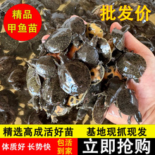 100ֻС~50grAMˮ~F~lM~