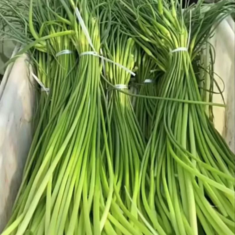 5 кг почтовых расходов теперь собранные ростки чеснока свежие ростки чеснока Шаньдун нежные ростки чеснока Свежие Овощи Оптом
