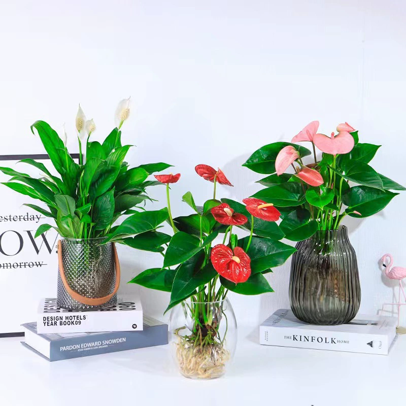 Гидропонные растения, антуриум, розовая пальма, белая пальма, горшечные растения, гладкая парусность, цветочные растения, легко выращиваемые комнатные зеленые растения, удачи