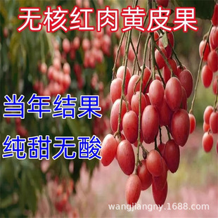 ��Ʒ�tƤ�t���SƤ������o���SƤ������SƤ�����SƤ�������Ե���