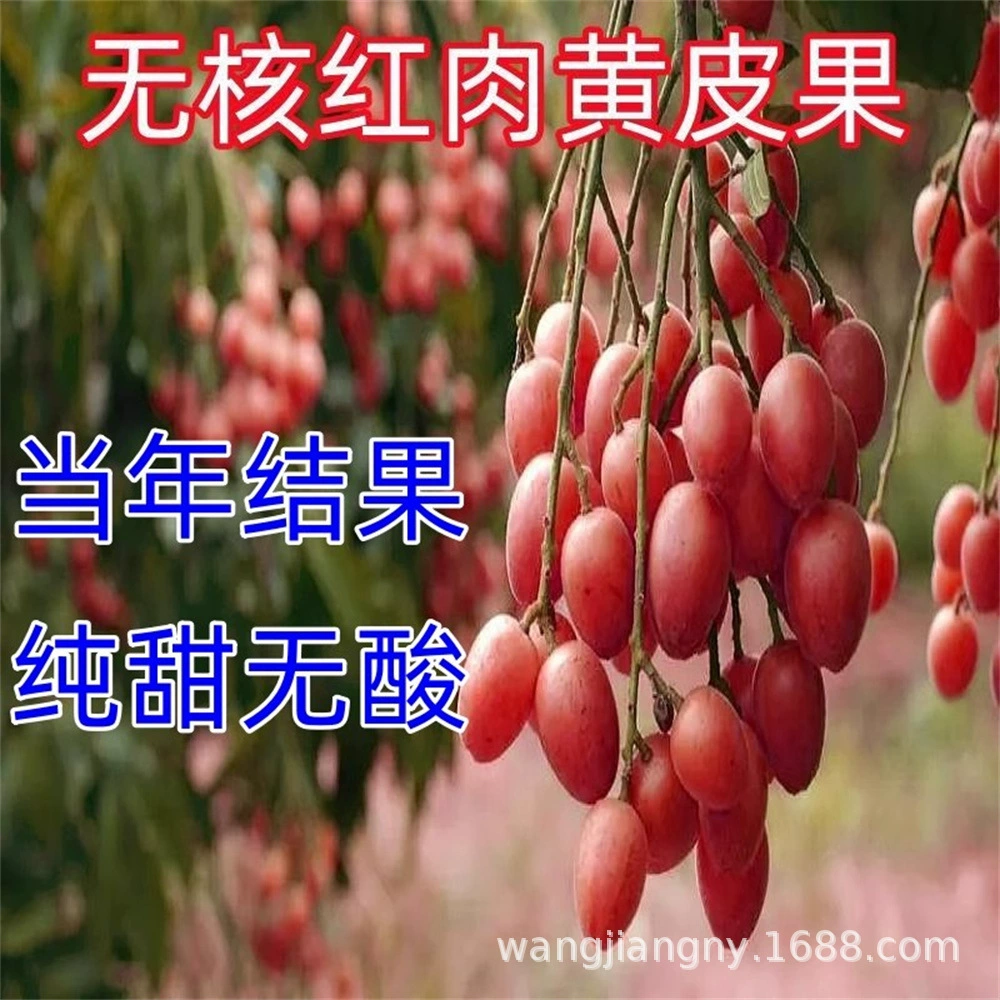 Новый продукт Саженцы фруктовых деревьев с красной кожей и с желтой кожей без косточек, саженцы плодовых деревьев с желтой кожей, черные саженцы с желтой кожей, саженцы плодовых деревьев в горшках
